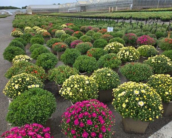 Chrysanthemums in Square Pot