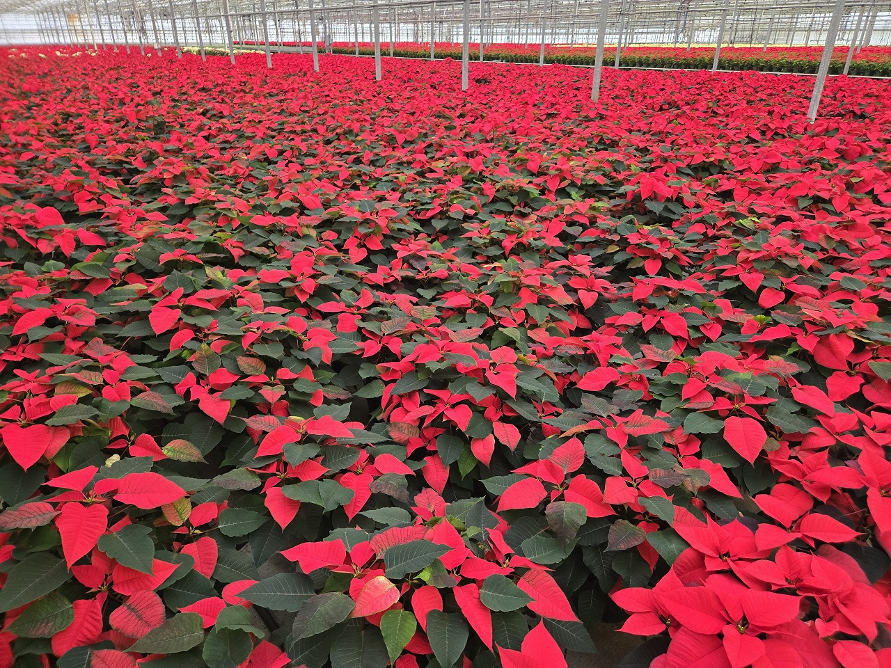 Poinsettias