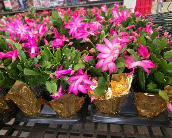 Christmas Cactus