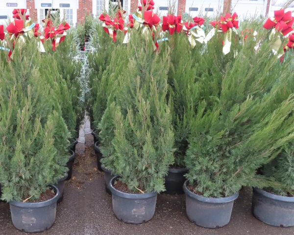 Spartan Upright Juniper with bow