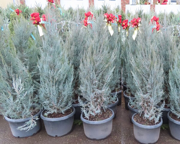 Blue Arrow Juniper with bow