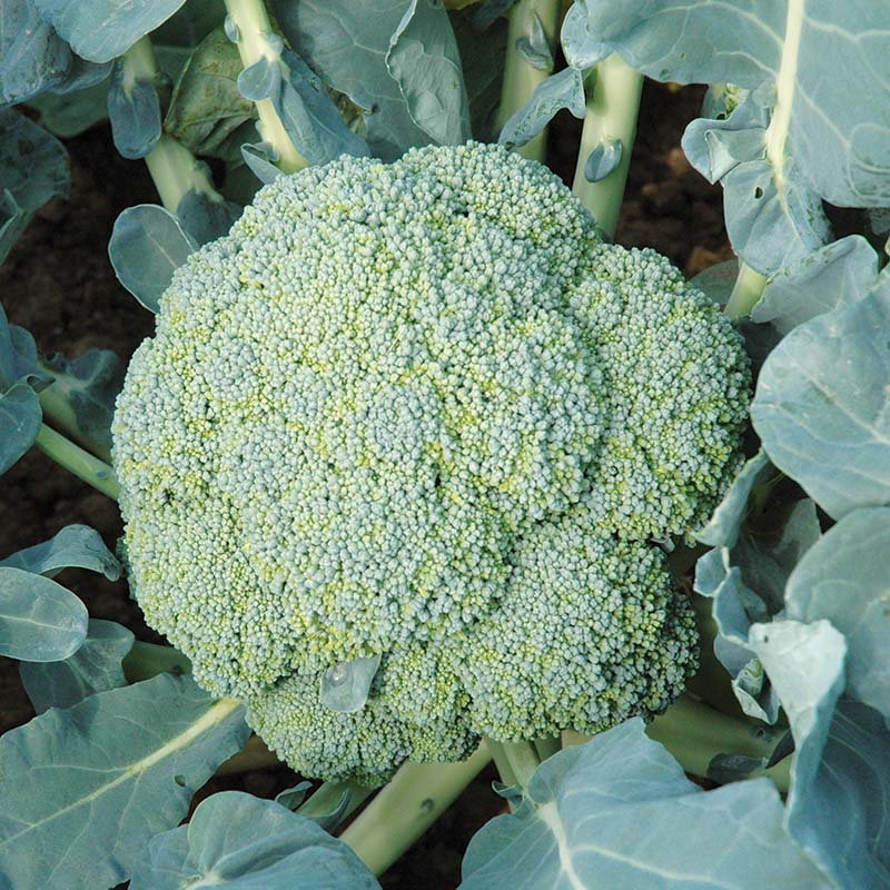 Broccoli-image