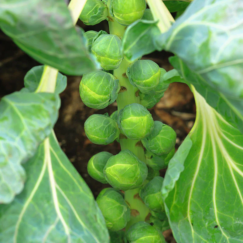 Brussel Sprouts-image