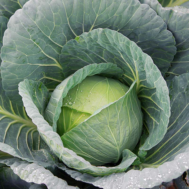 Cabbage-image