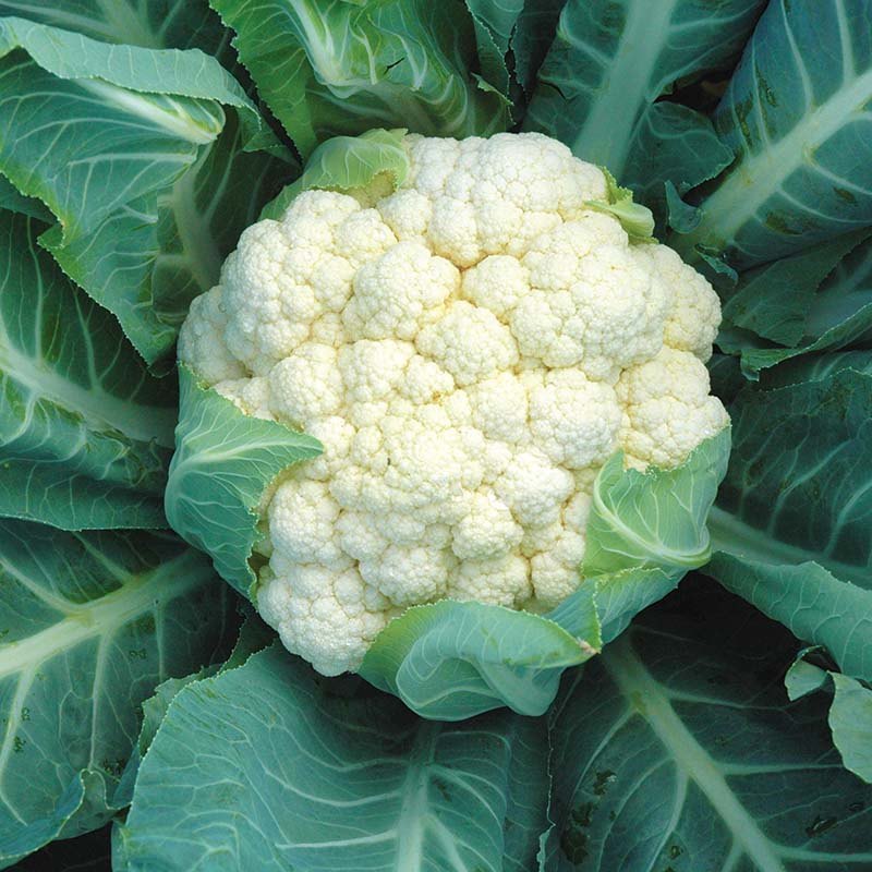 Cauliflower-image