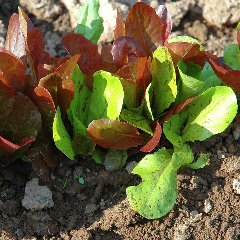 Romaine Mix-image