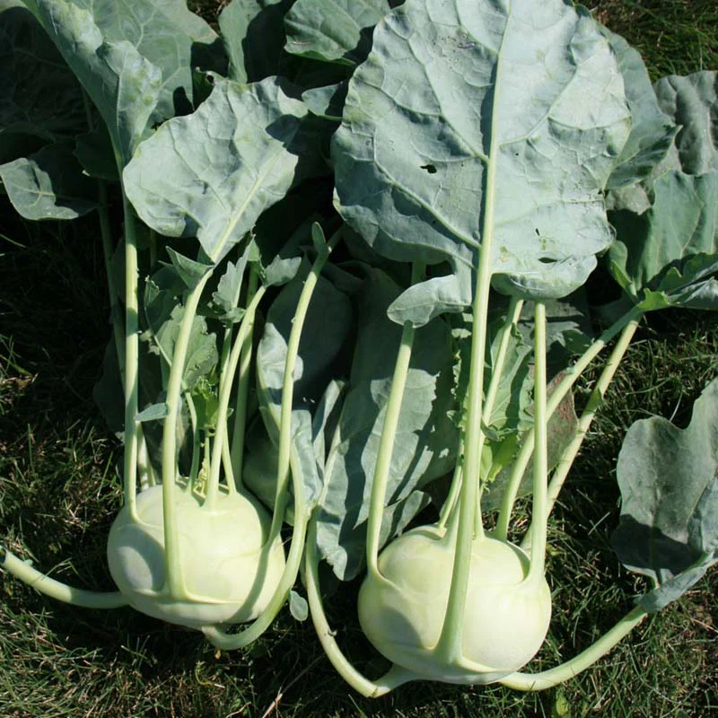 Kohlrabi-image