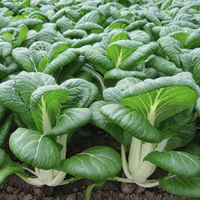 Bok Choi-image