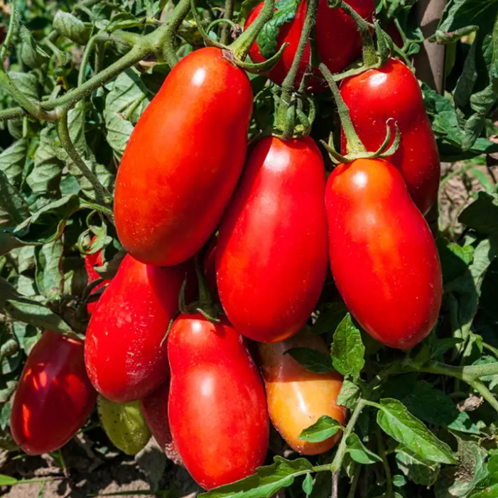 San Marzano Tomato-image