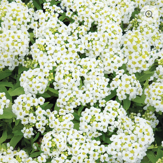 Alyssum-image