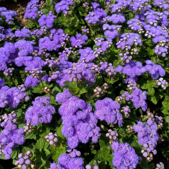 Ageratum-image