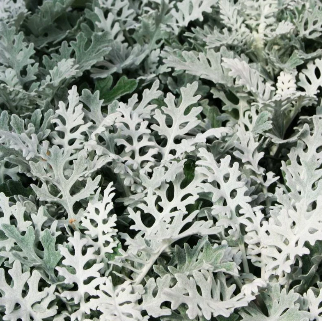 Dusty Miller-image