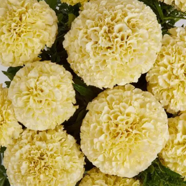 French Vanilla Marigold-image