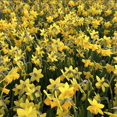 Mini Daffodils-image
