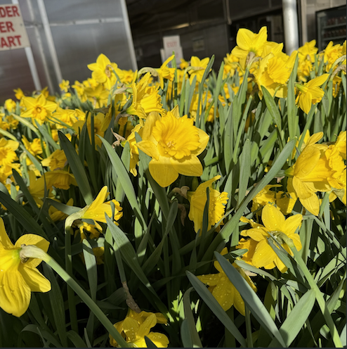 Daffodils-image