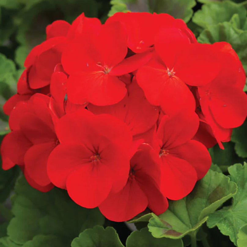 Geraniums-image