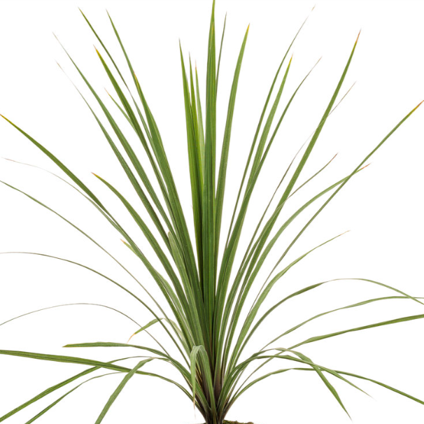 Dracaena Spike-image