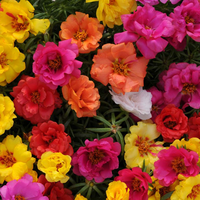 Portulaca-image
