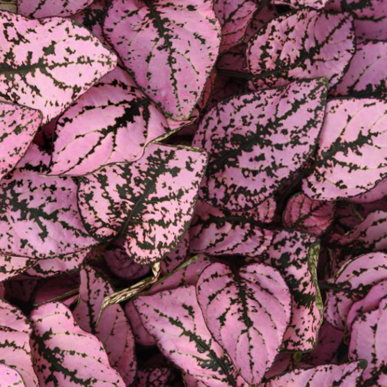 Polka Dot Plant-image