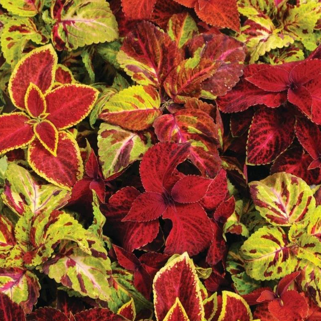 Wizard Mix Coleus-image