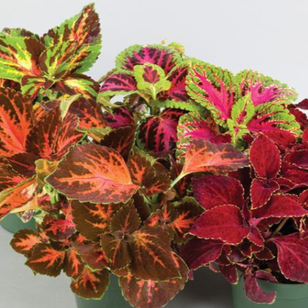 Rainbow Mix Coleus-image
