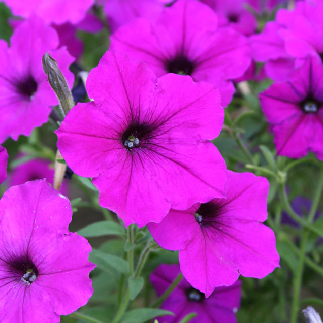 Wave Petunias-image