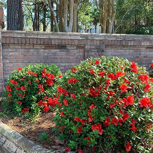 Azalea Stewartsonian-image