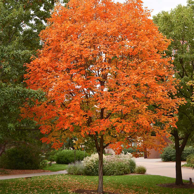 Sugar Maple-image