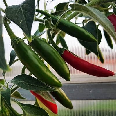 Serrano Pepper-image