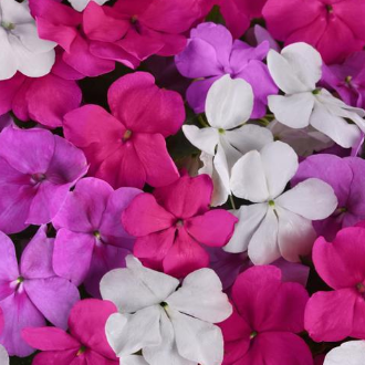 Impatiens-image