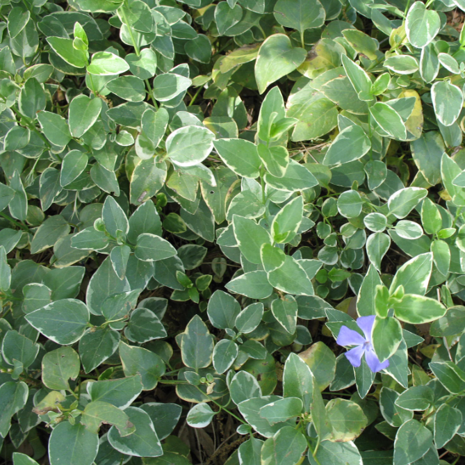 Vinca Vine-image