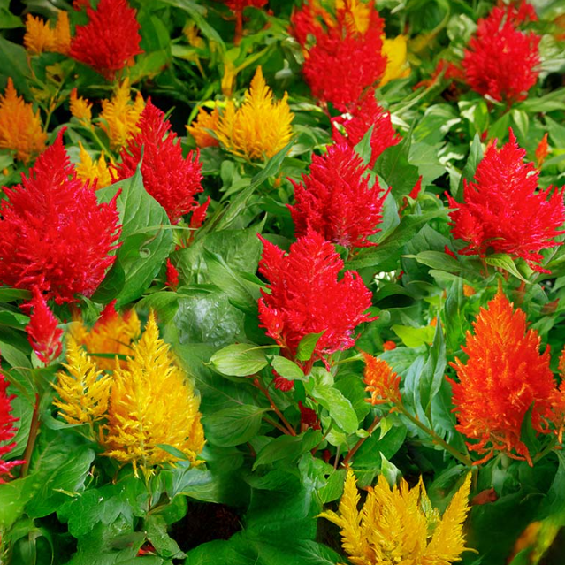Celosia-image