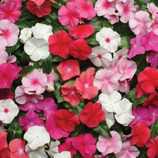 Vinca Flower-image