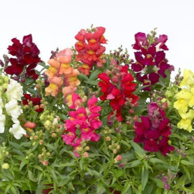 Snapdragons-image