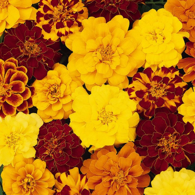 Marigolds-image