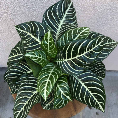Zebra Plant-image