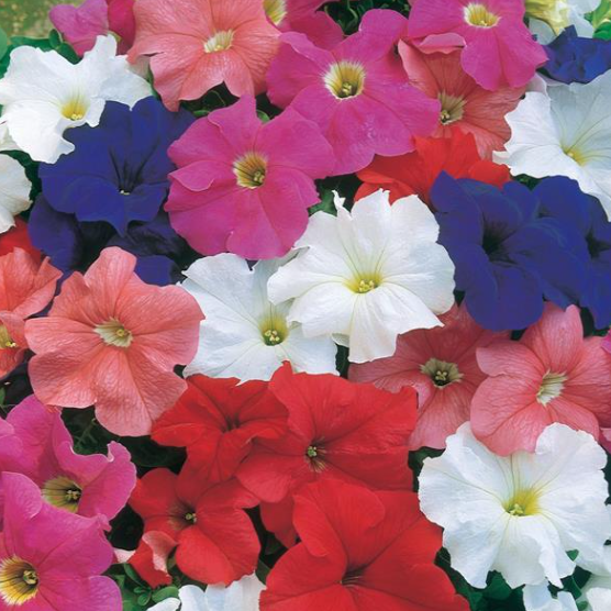 Petunias-image