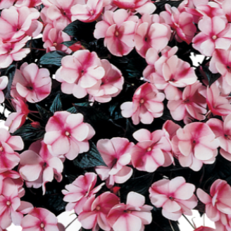 New Guinea Impatiens - Harmony Series-image