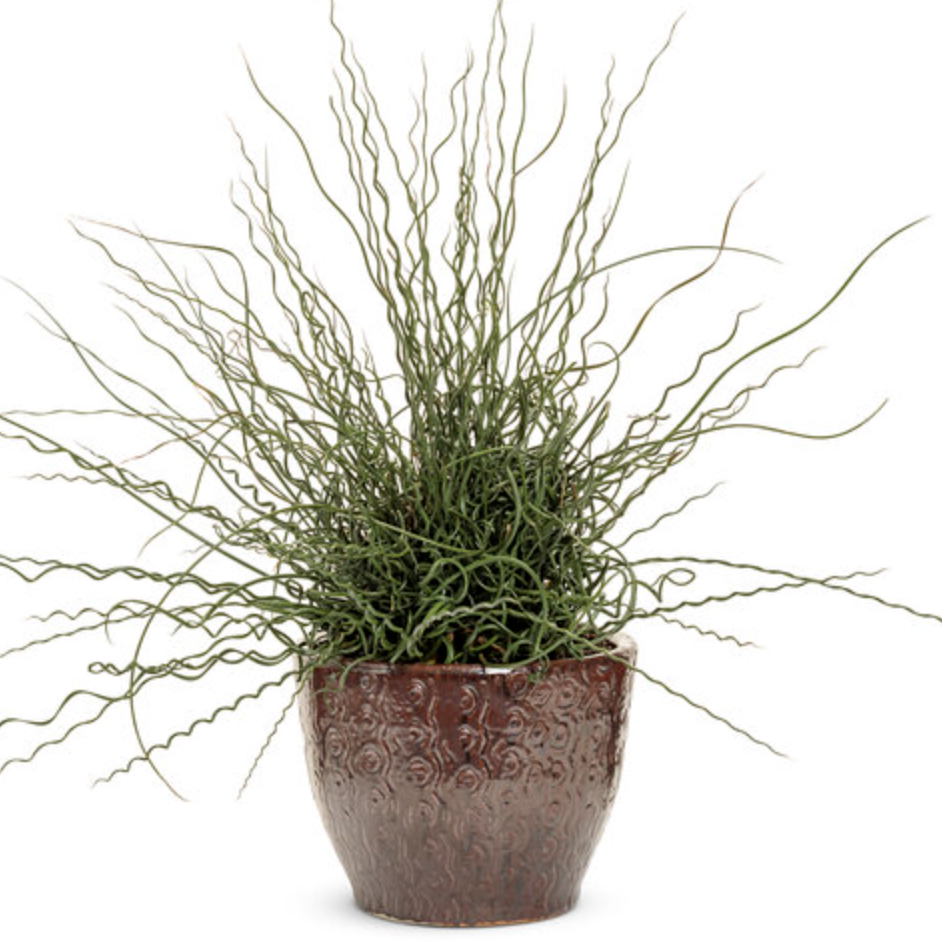 Twisted Arrows-image