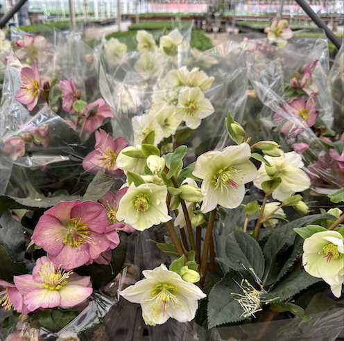 Helebores-image