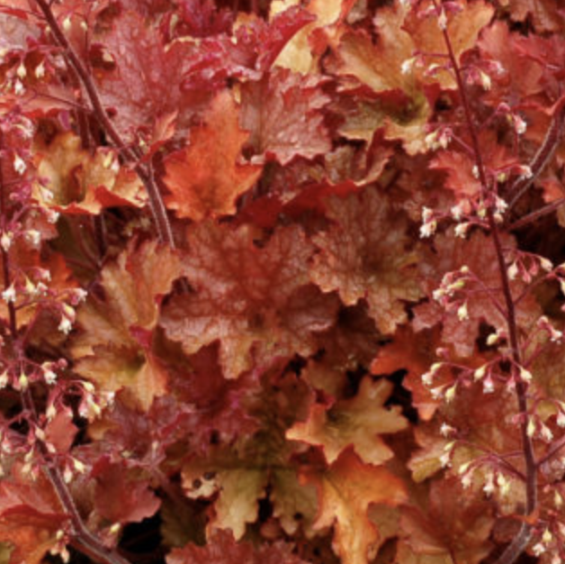 Heuchera-image