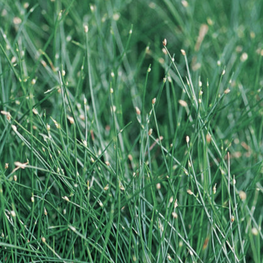 Fiber Optic Grass-image