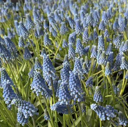 Grape Hyacinths-image