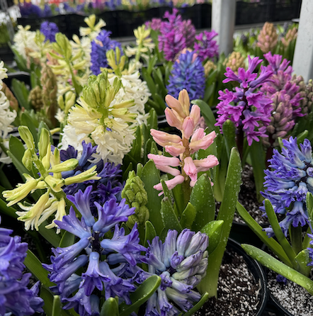 Hyacinths-image