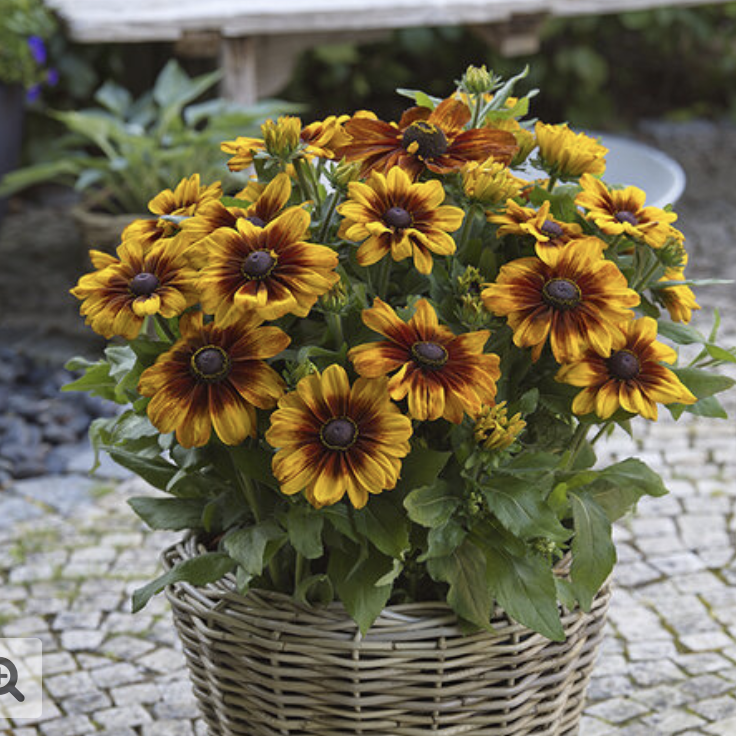 Rudbeckia-image