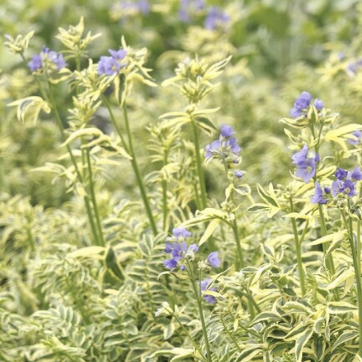 Jacob's Ladder-image