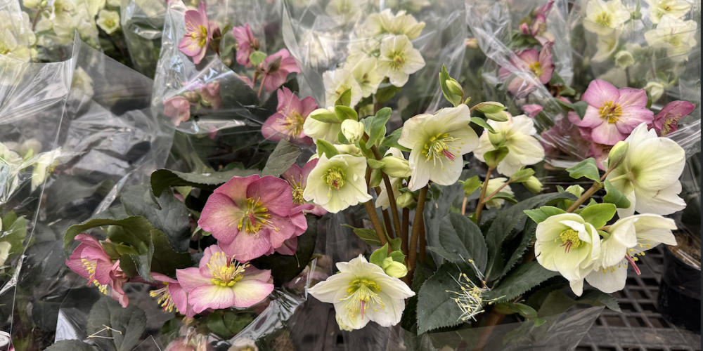 Helebores