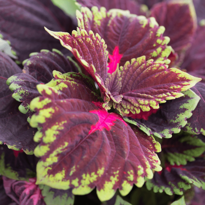 Kong Red Coleus-image