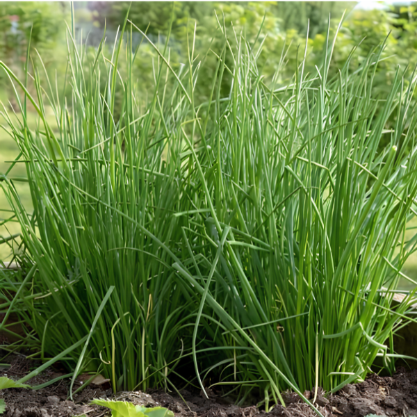 Chives-image
