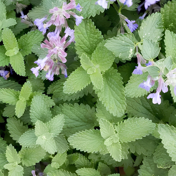 Catnip-image